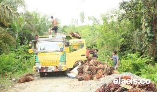 Dampak El-Nino, Produksi Sawit Petani di Riau Turun Hingga 60%