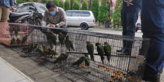Perdagangan Burung yang Dilindungi Marak, Petani Sawit Diminta Bantu Menghentikannya