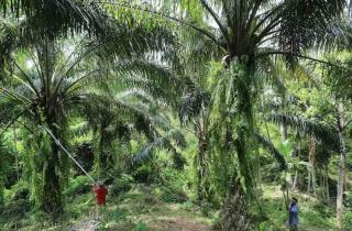 KPH Mukomuko Berencana Musnahkan Kebun Sawit Perusahaan di HPT Air Ipuh I