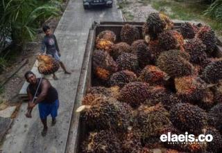 Naik Tipis, Harga Sawit di Kalbar Dibandrol Rp2.265,00/Kg