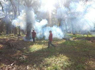 Kendalikan Hama Ulat Api, Kebun Sawit di Dua Desa Di-fogging Tengah Malam