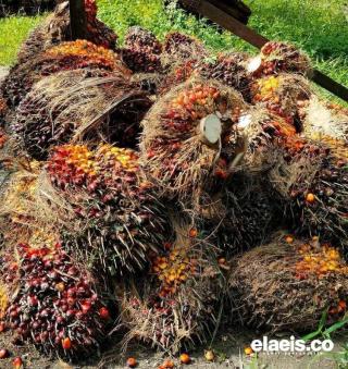 Kadisbun Kalbar Pastikan Bursa CPO akan Berpengaruh terhadap Harga TBS Sawit Petani