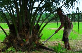 Nikmati Hasil Program PSR, Petani di Aceh Tamiang Sebut Sawitnya Bak Punya Perusahaan