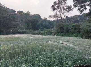 Pakar Universitas Swasta Tertua Indonesia Ini Sarankan Tanami Gandum di Lahan Sela Replanting Sawit