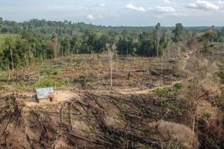 Hutan Jambi Terbakar 1.240 Hektare, Walhi Jambi: Di Antaranya Pembukaan Kebun Sawit