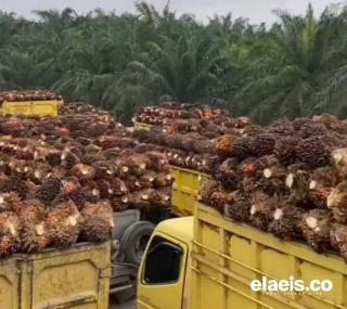 Harga Sawit Sumut Dibanderol Rp2.479,02/Kg, Begini Kata Petani 