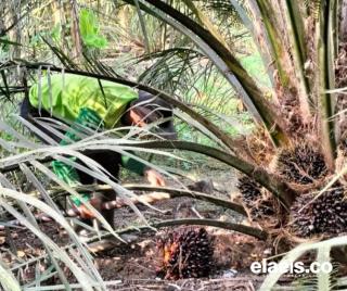 Makin Kacau, Produksi Kebun Kelapa Sawit di Banten Terus Merosot