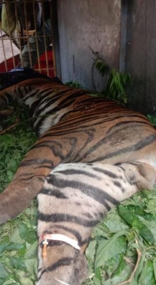 Seekor Harimau Sumatera Kena Jerat Babi di Kebun Sawit