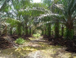 Para Pihak Diminta Kooperatif Dalam Penyelesaian Masalah Kebun Sawit Dalam Kawasan Hutan