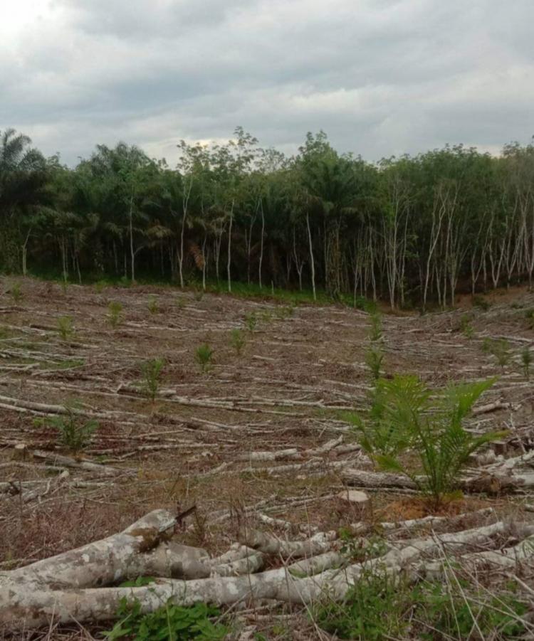 Lewat Program Ekstensifikasi, Petani Bebas Pilih Mau Kembangkan Karet atau Sawit