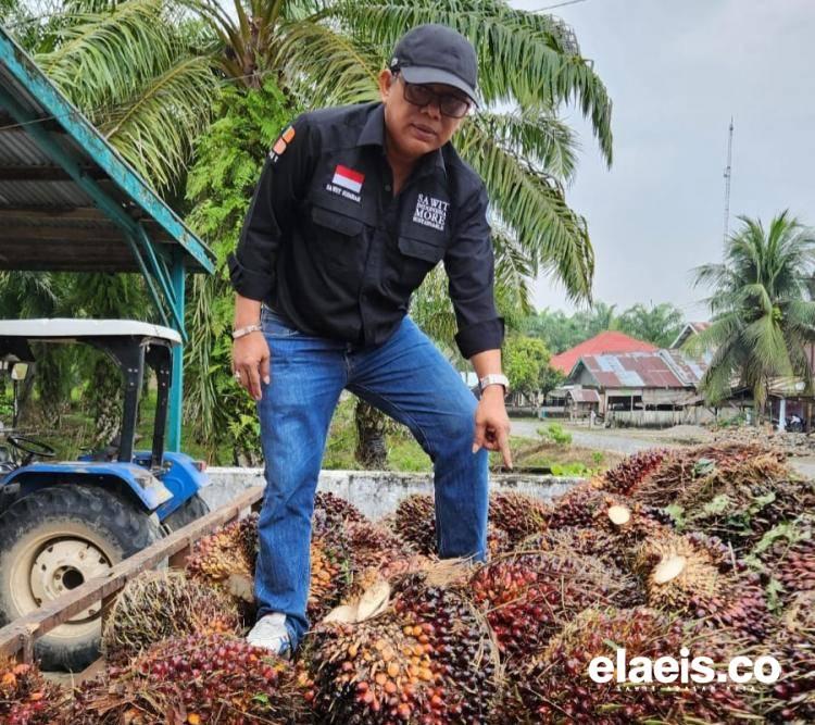 Turun Tipis, Harga Sawit di Sumbar Rp2.478,77/kg