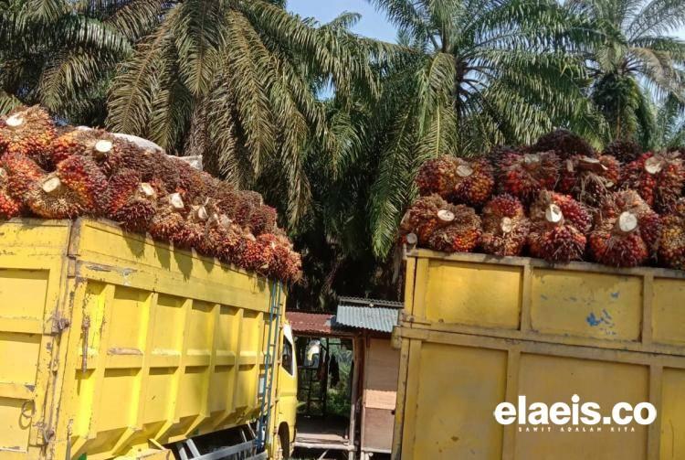 Dua Provinsi ini Berbagi Jagoan Harga TBS. Empat Persoalan ini Picu Perbedaan Harga 