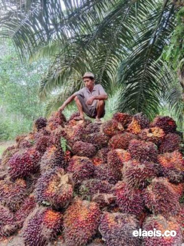 Kabar Baik dari Disbun Riau, Harga TBS Sawit Mitra Swadaya Pekan Ini Naik 