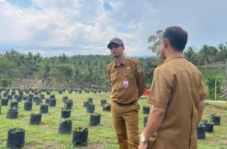 Dorong Produktivitas Kebun Rakyat, Disbun Kaltim Siapkan 50 Ribu Bibit Unggul