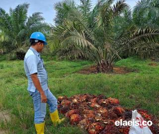 Serikat Pekerja Desak Perusahaan Sawit di Bengkulu Naikkan Upah, Kini Hanya Rp96 Ribu per Hari 