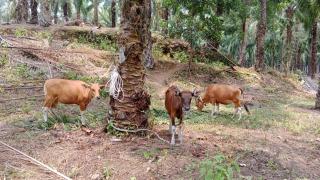 Pengadaan Sapi Untuk Poktan Jadi Gunjingan, ini Sebabnya