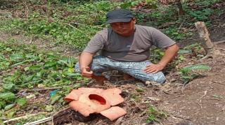 Bunga Rafflesia Mekar di Kebun Sawit Warga 