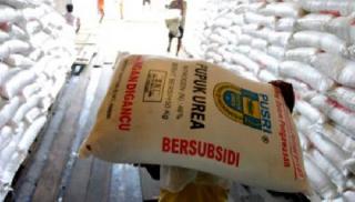 Lebih 37 Ribu Ton Pupuk Subsidi di Bengkulu Belum Disalurkan, Boleh untuk Petani Sawit?