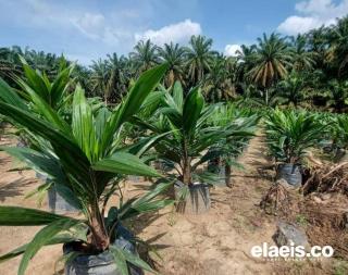 Kalau Pengen Hasil Kebun Mentereng, Jangan Tanam Bibit Bodong!