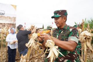 Tumpang Sari di Kebun Sawit, Kodam IM Panen Jagung 6-7 Ton Per Hektar