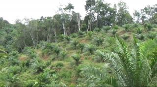 Delapan Kelompok Tani Ikut PSR, Mukomuko Minta KLHK Pastikan Lahan Tak Masuk Kawasan Hutan 