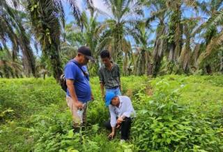 Musim Penghujan, Produksi Sawit di Sumbar Belum Juga Bergerak