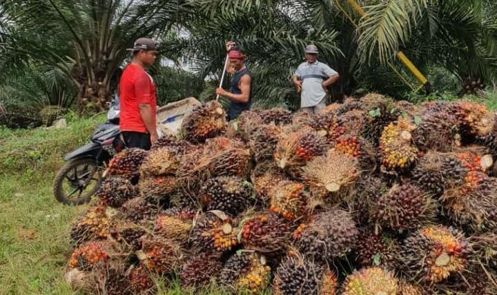 Petani Kaltim Gembira, Harga Sawit Naik Periode Ini