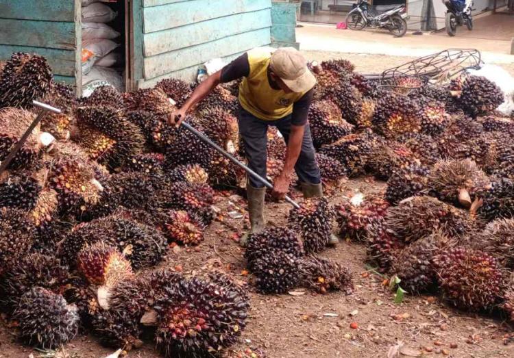 Harga Sawit di Bengkulu Utara Turun Rp 30/Kg