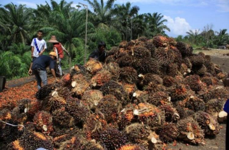 Sawit dan Karet Dominasi Usaha Pertanian Perorangan di Kaltim