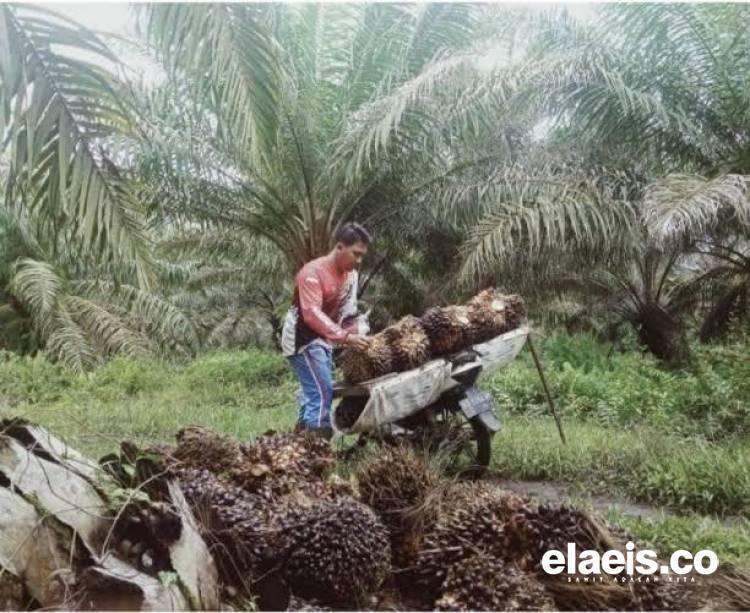 Cegah Potensi Konflik, Gubernur Bengkulu Dorong Kolaborasi Perusahaan Kelapa Sawit dan Petani