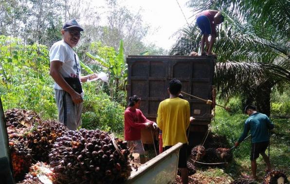 Sawit Jadi Komoditas Terbanyak Diusahakan Petani di Bangka Barat