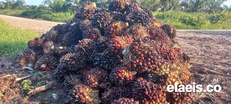 Turun Lagi, Harga Sawit Sumbar Jadi Rp2.508,30/Kg