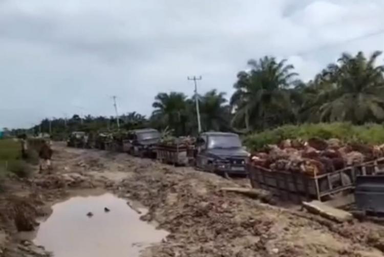 Viral Petani di Dumai Angkut Sawit di Jalan Berlumpur, 16 Mobil Saling Tarik