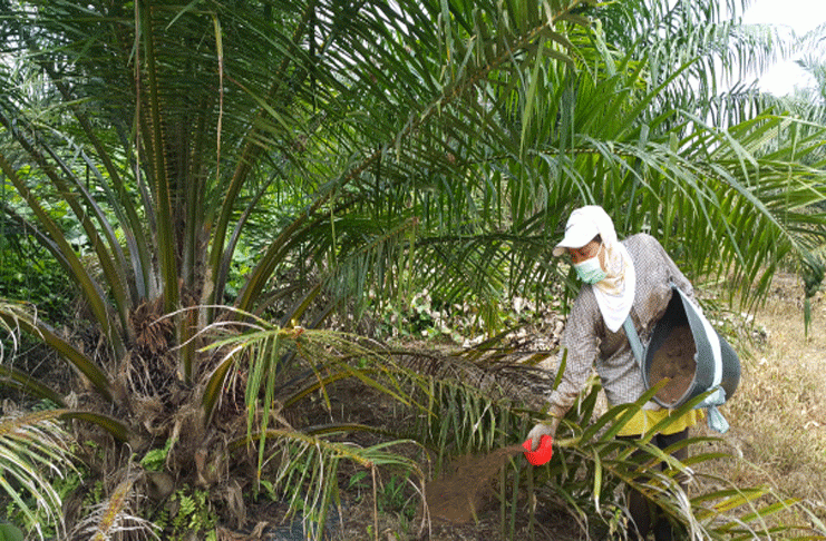 Petani Sawit di Bengkulu Sambut Baik Turunnya Harga Pupuk, Ini Besarannya