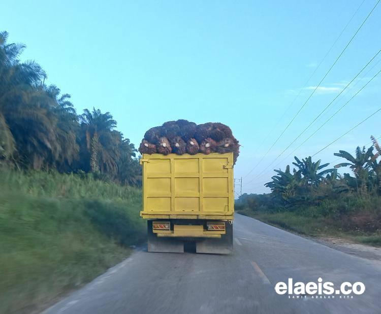 Alhamdulillah! Harga Sawit Sumut Kembali Merangkak Naik