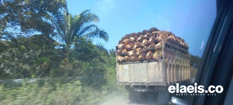 Kembali Naik, Harga Sawit di Sumut Dibandrol Rp2.533,13/Kg