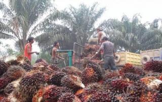 Jumlah Petani dan Perusahaan Pertanian di Babel Melonjak