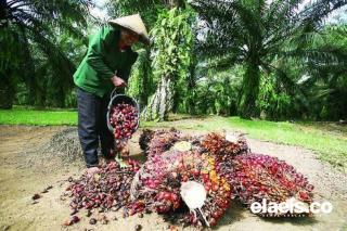 Terkendala Ikut PSR, APKS Bengkulu Desak KLHK Berpihak pada Petani