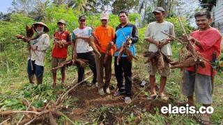 Agar Harga Pangan Stabil, Petani Kelapa Sawit di Bengkulu Utara Diminta Menanam Ubi Kayu