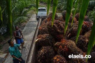 Harga CPO di Bengkulu Masih Bertahan di Rp 11 Ribu/Kg