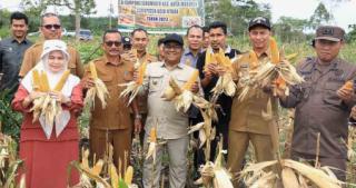 Petani Aceh Utara Panen Jagung Kering Pipil di Kebun Sawit