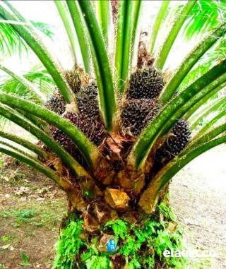 Punya Sejumlah Keunggulan, Varitas Sawit Lonsum Mulai Digemari Petani di  Bengkulu