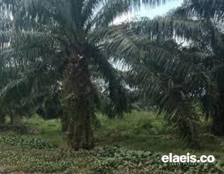 Tanaman Kelapa Sawit di Bengkulu Bisa Menjanjikan TBS yang Lebat, Ini Caranya