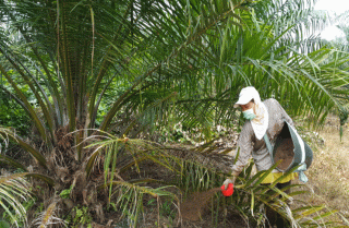 Petani Sawit di Bengkulu Sambut Baik Turunnya Harga Pupuk, Ini Besarannya