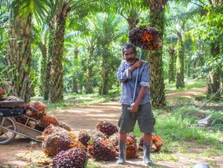 Sejumlah Perusahaan Sawit Hentikan Operasional Sambut Nataru, Petani di Bengkulu Diminta Percepat Panen 