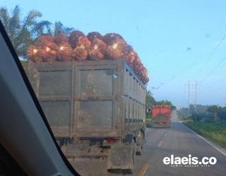 Pekan Ini Harga Sawit Petani Swadaya di Sumut Mulai Nanjak, Segini per Kilo 