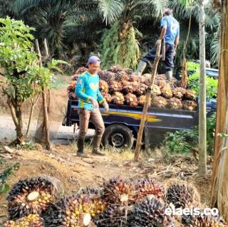 Banten Masih Kemarau, Petani Menjerit Produksi Kebun Anjlok Sampai 50%