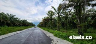 KLHK Lepas 5 Juta Hektar Kawasan Hutan. Termasuk Sawit Dalam Klaim Kawasan Hutan? 