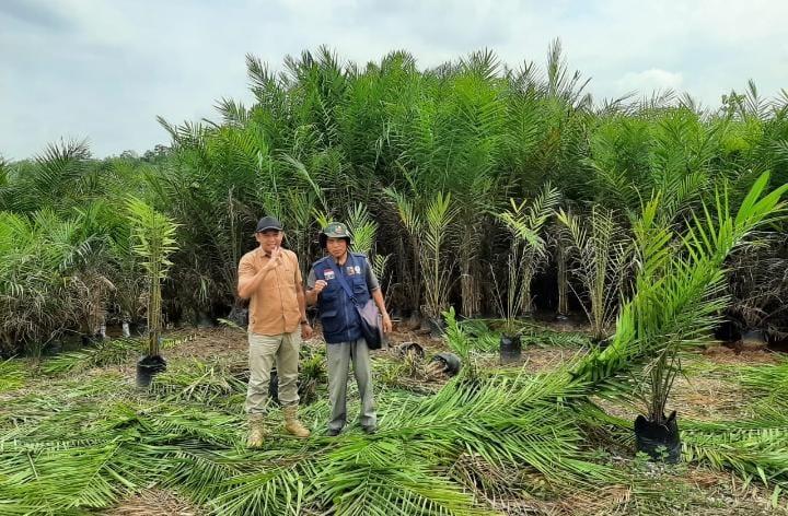 Benih Berkualitas Memang Banyak di Merangin, Tapi Petani Butuh Waktu untuk Mendapatkannya 