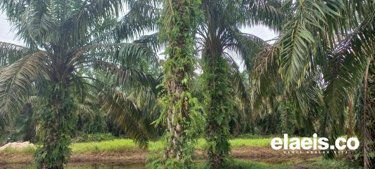 Jarang Dibahas, Petani Sawit di Kaltim Acuh Ajukan Kebun Sawit dalam Kawasan Hutan